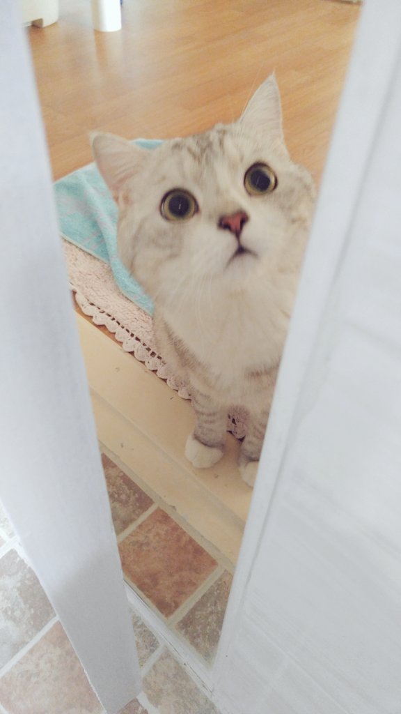 주인 걱정하는 냥이 | 인스티즈