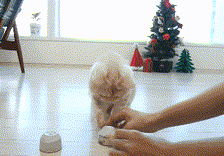 집사녀석아 이게 뭐하는 짓이냥.gif | 인스티즈