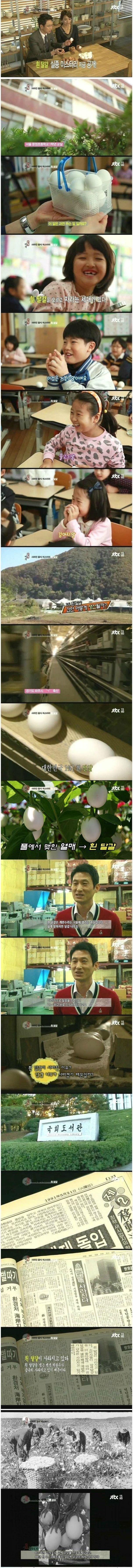 흰 달걀이 사라진 이유 | 인스티즈