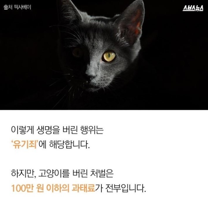 버려진 고양이 40마리 | 인스티즈