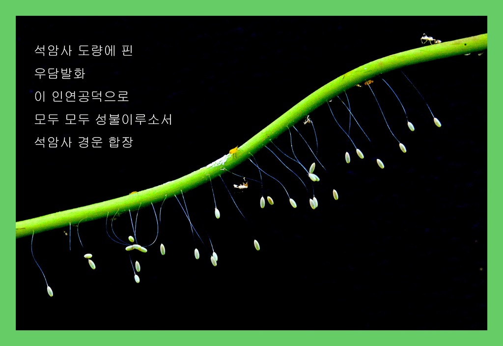 우담 이미지