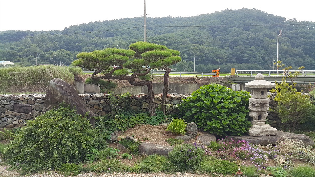 소나무와커피 이미지