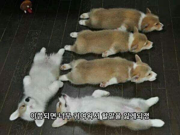 웰시코기 굽기.JPG | 인스티즈