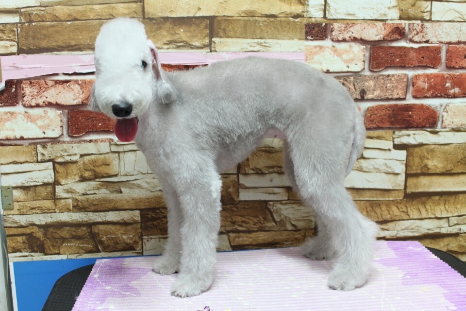 벨르 이미지