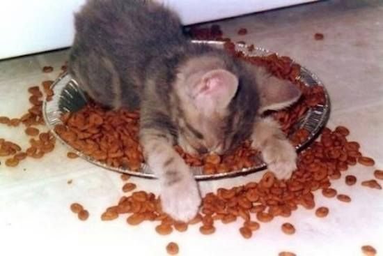 밥먹는 고양이.jpg | 인스티즈