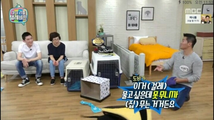 [마리텔] 강형욱 훈련사도 포기한 강아지 도비 | 인스티즈