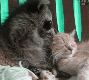 실수하고 안절부절 못하는 너구리.gif | 인스티즈