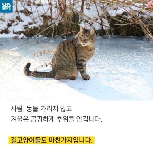 "살찐 거 아니에요 부은 거예요"(길고양이) | 인스티즈