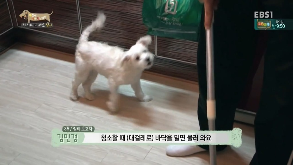 [세상에나쁜개는없다] 가족들에게 짖고 무는 강아지 릴리햏 | 인스티즈