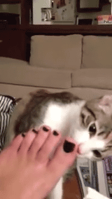 사람 발냄새를 맡은 고양이들 반응.gif | 인스티즈