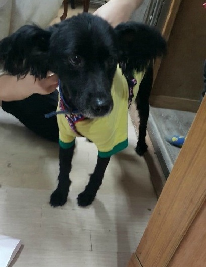 안락사없는 보호소 내사바가 철거를 앞두고 모자른 공사모금비 모금중이에요ㅠㅠ 냥이사료,목줄,모기향 등도 부족해요 (불법개사육장에서 구조된 아이들 이야기) | 인스티즈