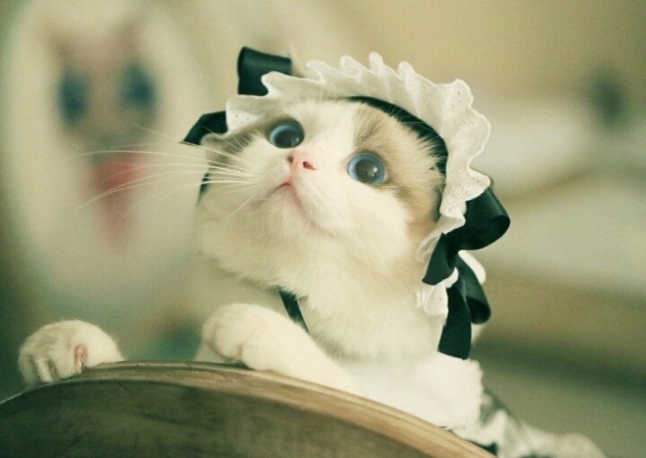 고양이 미모 | 인스티즈