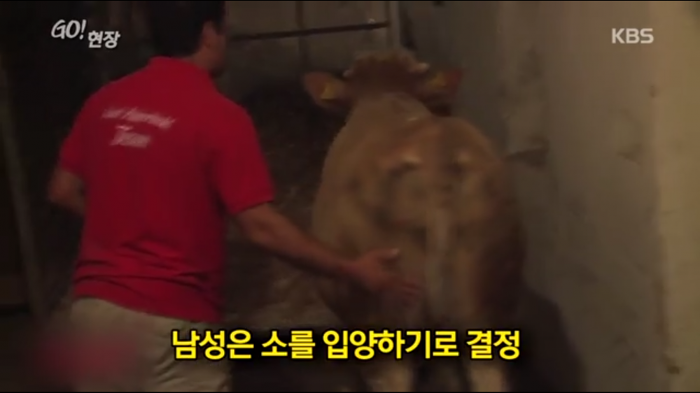 고마움을 표현하는 소.jpg | 인스티즈