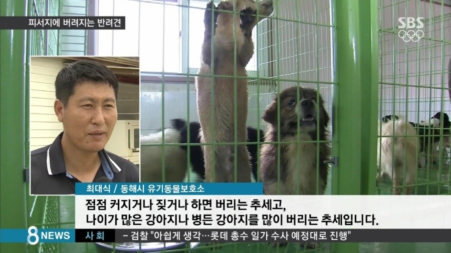 "나이 많거나 병들면…"피서지에 버려지는 반려견 | 인스티즈