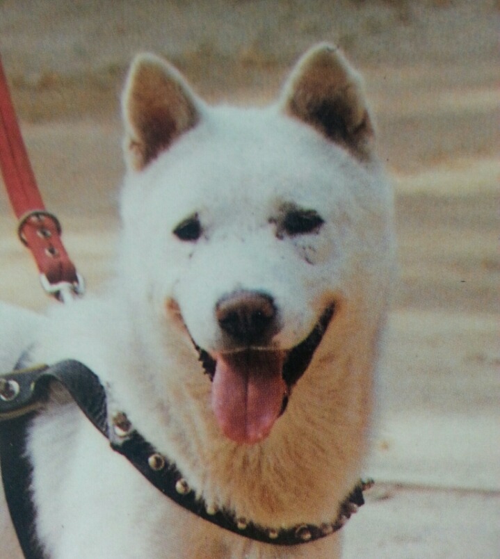 백호반점 이미지