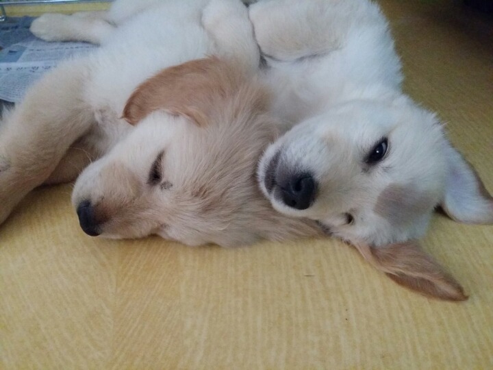 빼꼼이네 이미지