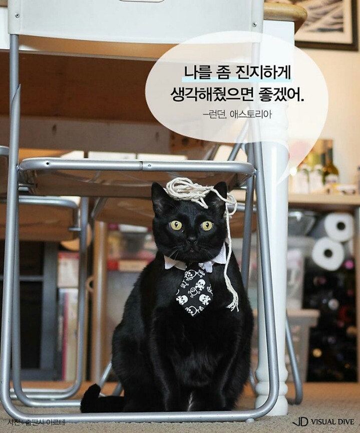 고양이를 인터뷰 한다면 | 인스티즈