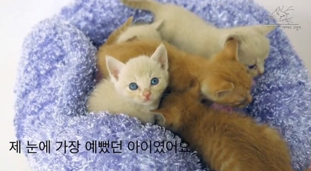 내 고양이의 장례식(슬픔주의) | 인스티즈