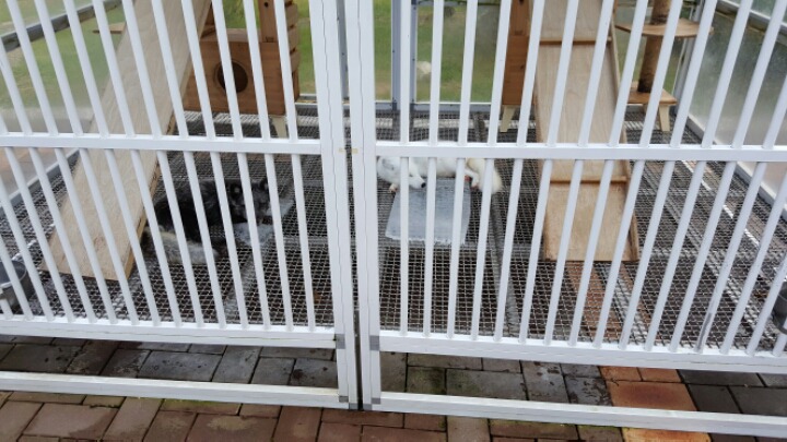 춘천 달아실 정원 동물학대수준아님? 이더위에 | 인스티즈