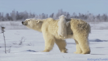 귀요미 북극곰들.gif | 인스티즈