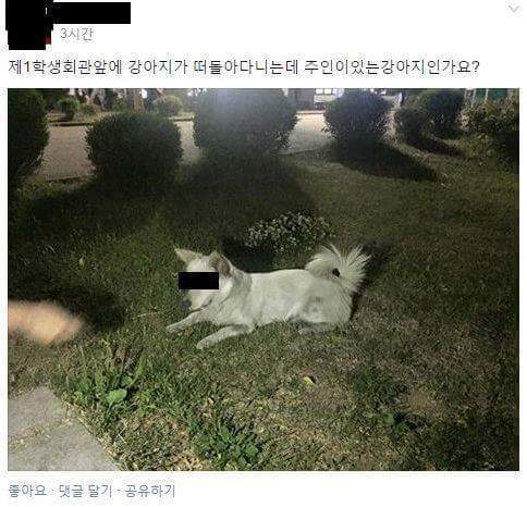 이 강아지 주인이 있는 강아지인가요?.jpg | 인스티즈