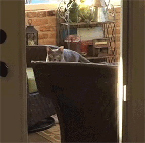 의자에 갇힌 고양이.gif | 인스티즈