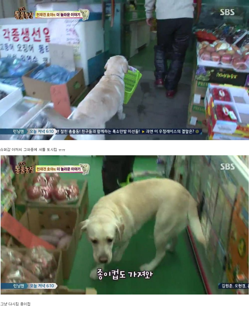 동물농장 완전 똑똑한 멍멍이 | 인스티즈