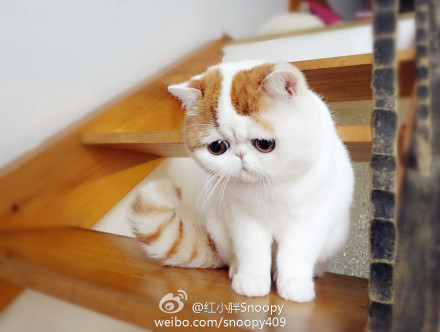 늘 시무룩한 스누피 고양이 | 인스티즈