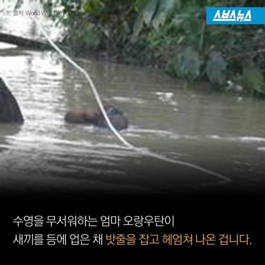 숲속에 사는 사람들 | 인스티즈