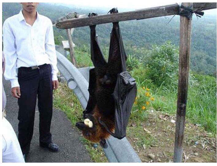 과일박쥐 크기 (혐오주의) | 인스티즈