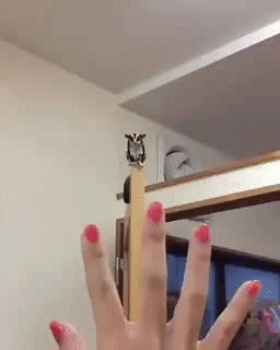 손가락으로 착지하는 날다람쥐.gif | 인스티즈