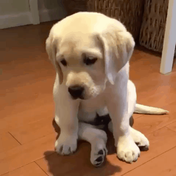 인절미.gif | 인스티즈