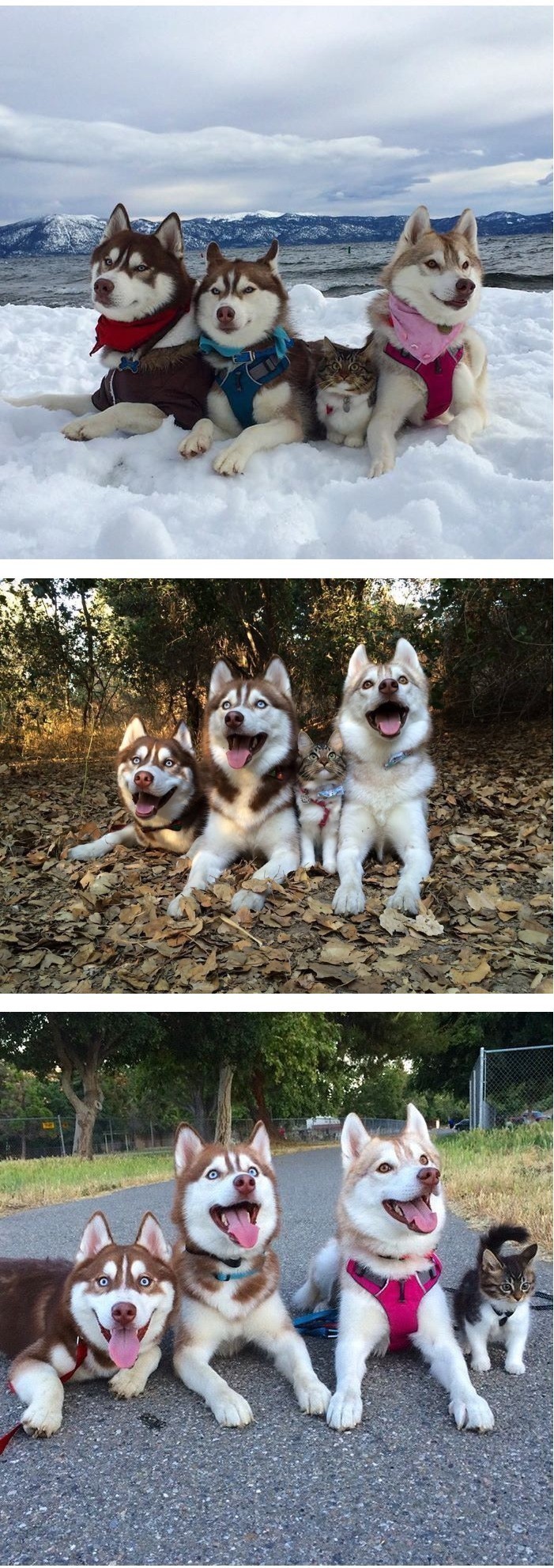 입양된 가정에 오빠가 3명.jpg | 인스티즈