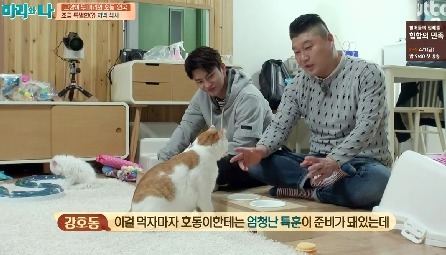 [마리와나] 뚱보냥 호동이 다이어트 시키기 (feat.먼지) | 인스티즈