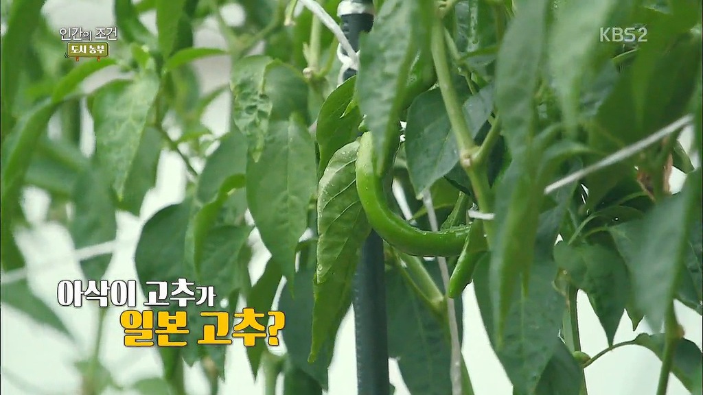 애국자 흥궈 | 인스티즈