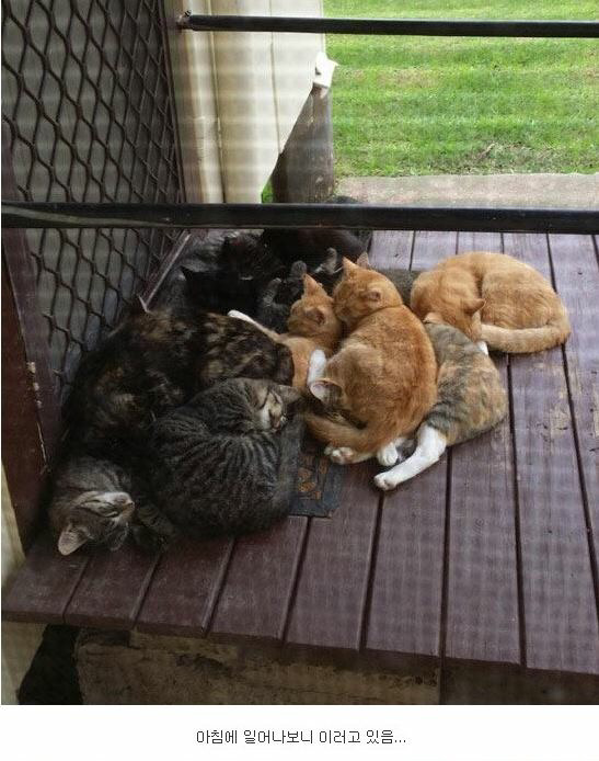 내 고양이 아님 | 인스티즈