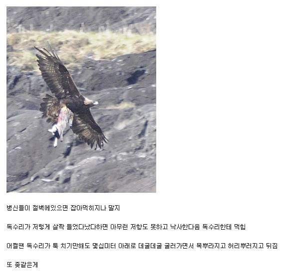 바보같은 동물.jpg | 인스티즈
