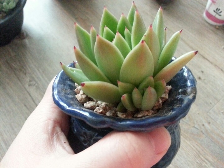 달빛사냥 이미지