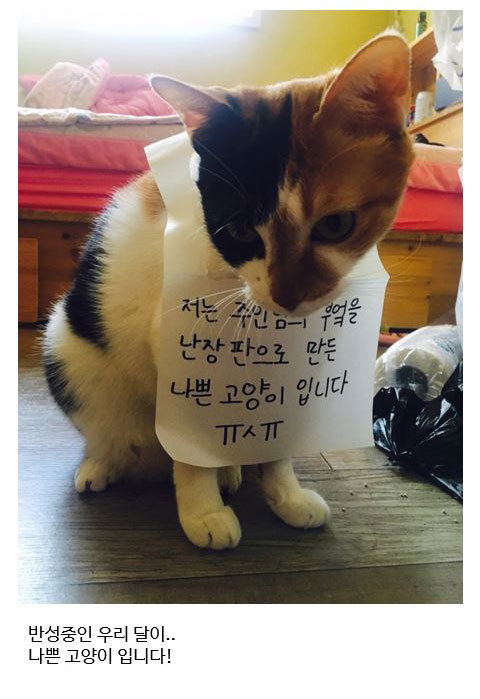 냥아치 인성(=①ω①=).jpg | 인스티즈