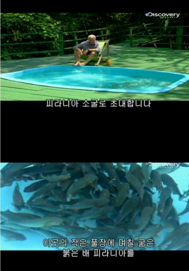 피라니아는 사람을 공격할까?? | 인스티즈