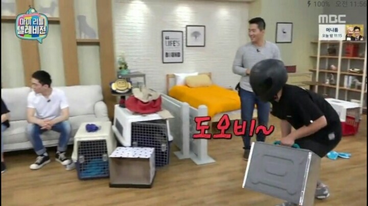 [마리텔] 강형욱 훈련사도 포기한 강아지 도비 | 인스티즈