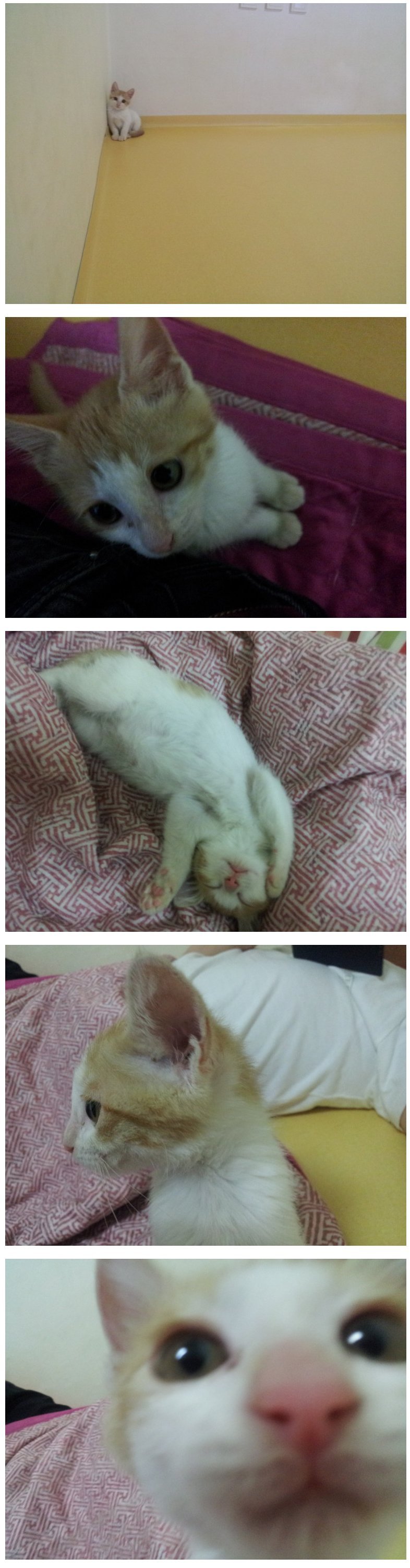 스압) 다 죽어가던 새끼 고양이 | 인스티즈