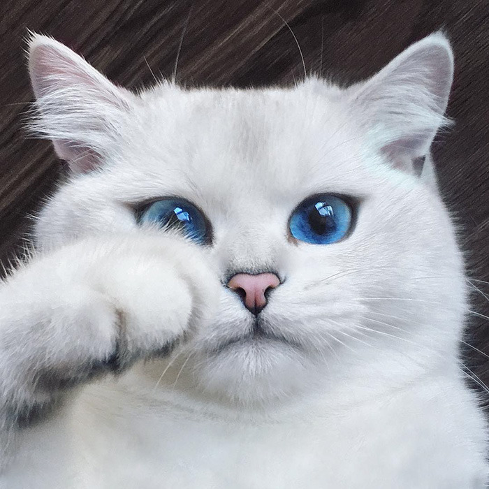 눈이 정말 아름다운 냥이.jpg | 인스티즈
