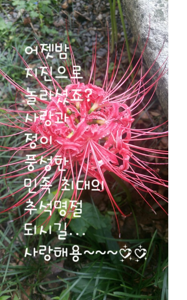해바 이미지