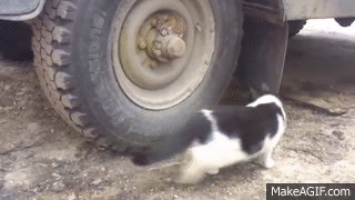 완전 위장.gif | 인스티즈