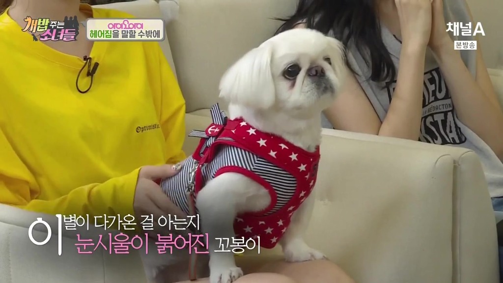 반려견 떠나보내는 암 말기 환자 ㅠㅠㅠ | 인스티즈