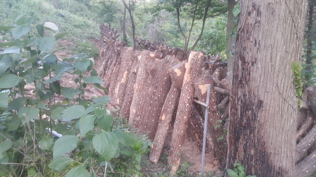 편백나무아래 이미지