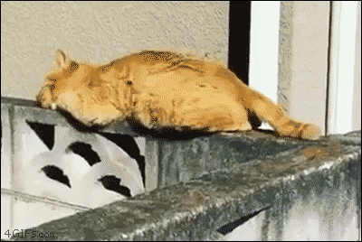 낮잠자던 고양이.gif | 인스티즈