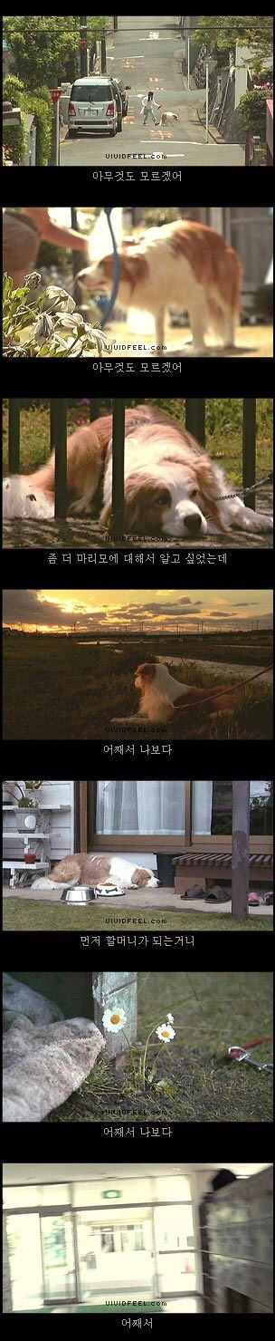 [눈물주의슬픔주의] 강아지의 일생 | 인스티즈