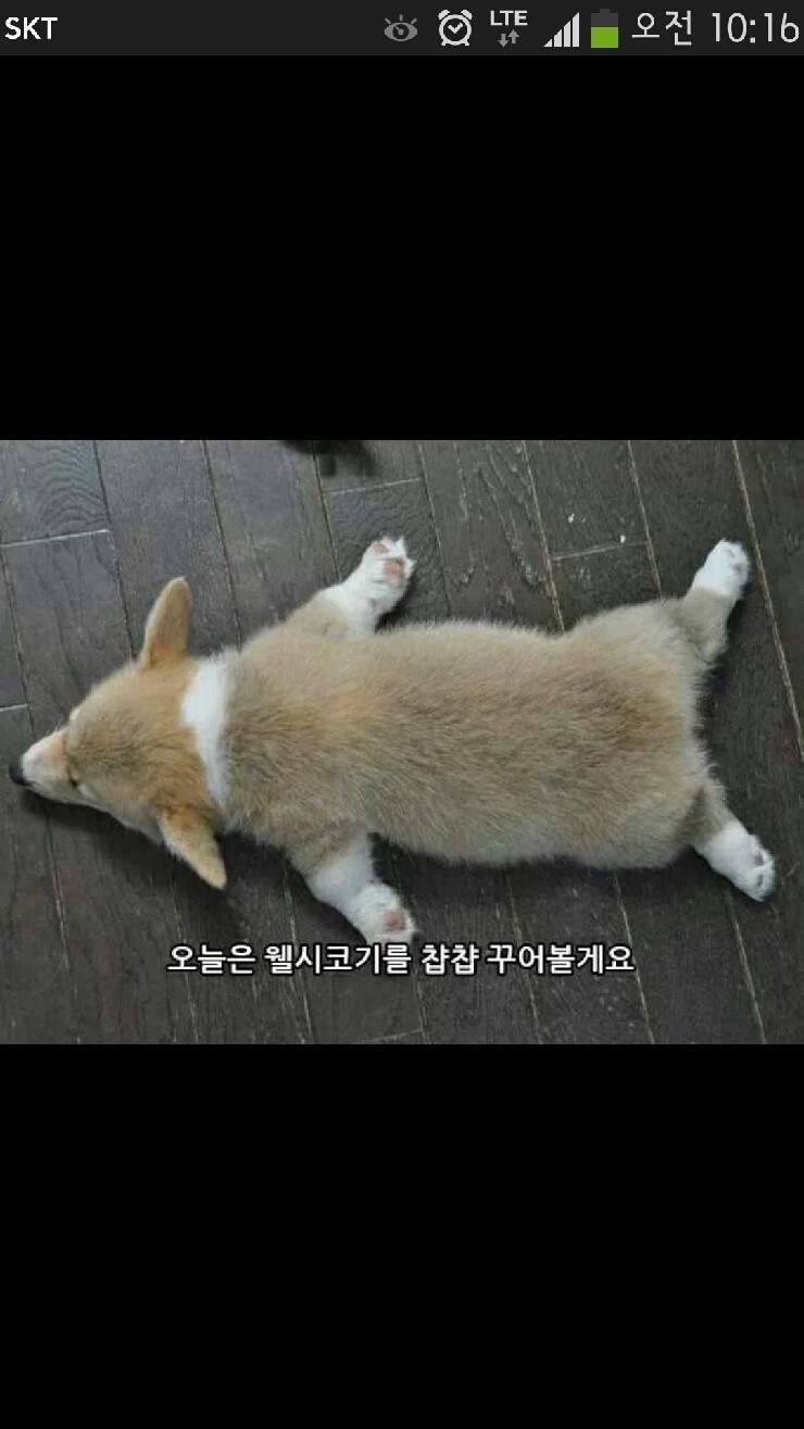 웰시코기 산채로 굽기.jpg | 인스티즈